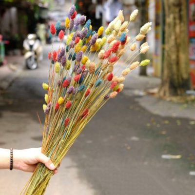 các loại hoa khô đẹp