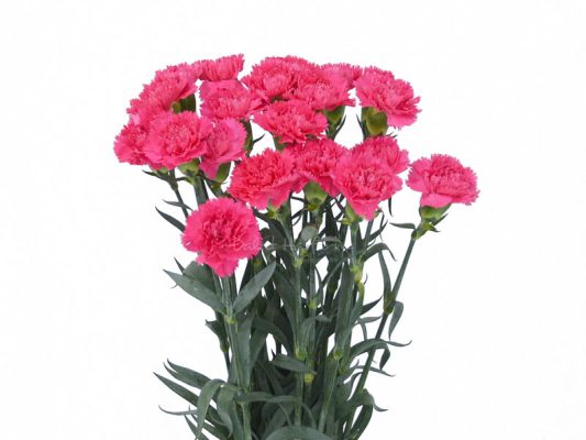 Cách làm hoa cẩm chướng bằng giấy nhún